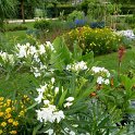 Nerium oleander 'blanc'